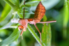 Rhombodera kirbyi