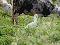 Bubulcus ibis