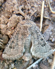 Protorthodes melanopis