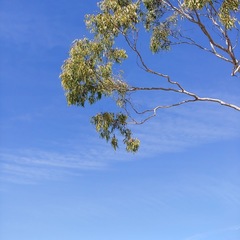 Epichrysocharis burwelli