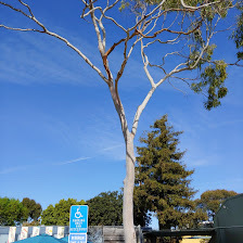 Epichrysocharis burwelli