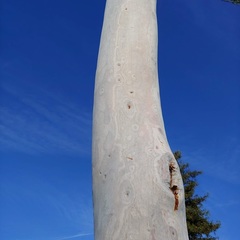 Epichrysocharis burwelli