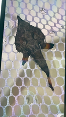 Ogcocephalus