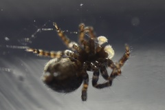 Pseudeuophrys erratica