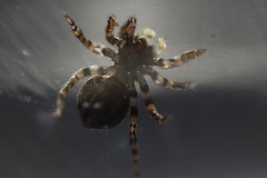 Pseudeuophrys erratica