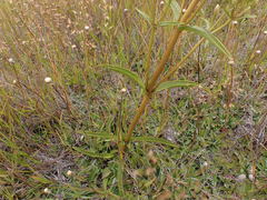Gentianella corymbifera gracilis