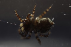 Pseudeuophrys erratica