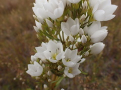 Gentianella corymbifera gracilis