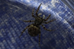 Pseudeuophrys erratica