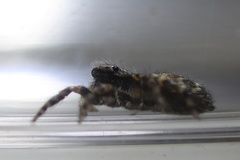 Pseudeuophrys erratica