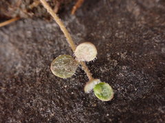 Veronica lilliputiana