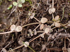 Veronica lilliputiana