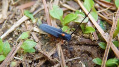 Phytoecia rufiventris
