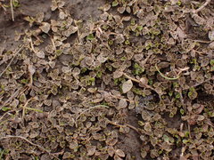 Lobelia perpusilla