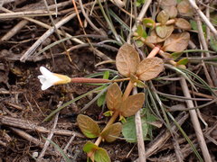 Epilobium angustum