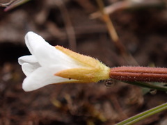 Epilobium angustum