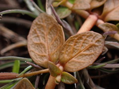 Epilobium angustum