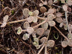 Veronica lilliputiana