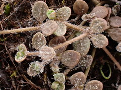 Veronica lilliputiana