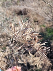 Dichanthelium aciculare