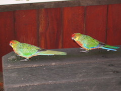 Western Rosella photo 4