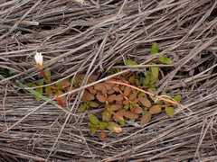 Epilobium angustum