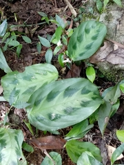 Maranta