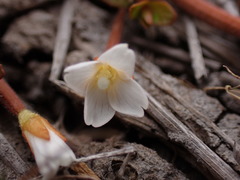 Epilobium angustum