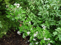 Olearia pachyphylla