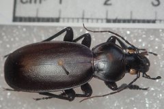 Carabus mulsantianus