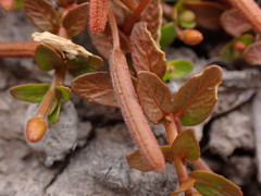 Epilobium angustum