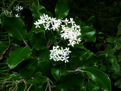 Olearia pachyphylla