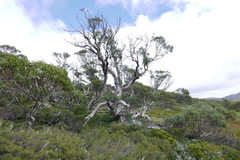 Eucalyptus pauciflora niphophila