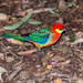 Coastal Western Rosella - Photo (c) node worx, some rights reserved (CC BY-NC-SA)