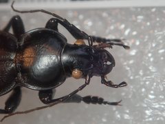Carabus mulsantianus
