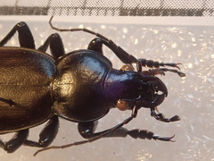 Carabus mulsantianus
