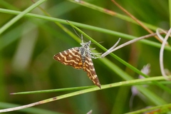 Chrysolarentia chrysocyma