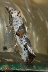 Phtheochroa simoniana