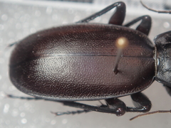 Carabus mulsantianus