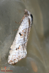 Phtheochroa simoniana