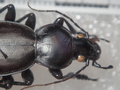 Carabus mulsantianus