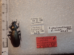 Carabus mulsantianus
