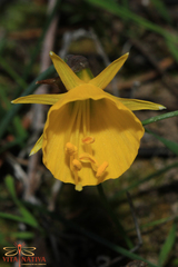 Narcissus bulbocodium