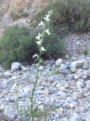 Linaria chalepensis