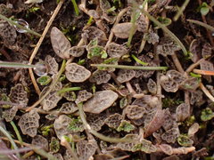 Lobelia perpusilla