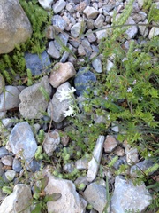 Linaria chalepensis
