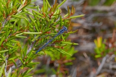 Austrocoenagrion lyelli