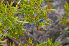 Austrocoenagrion lyelli