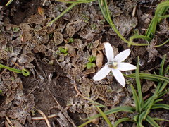 Lobelia perpusilla