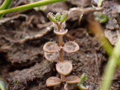 Veronica lilliputiana